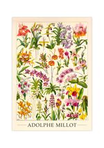 Das botanische Poster zu Blumen ist eine Illustration des französischen Künstlers Adolphe Millot. 