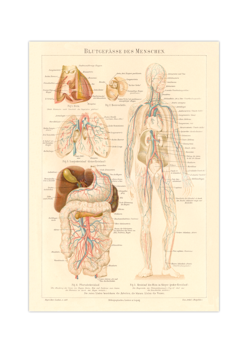 Das medizinische Poster der Blutgefässe des Menschen ist eine Vintage Lithographie aus Meyers Koversations-Lexikon aus dem Jahr 1890.