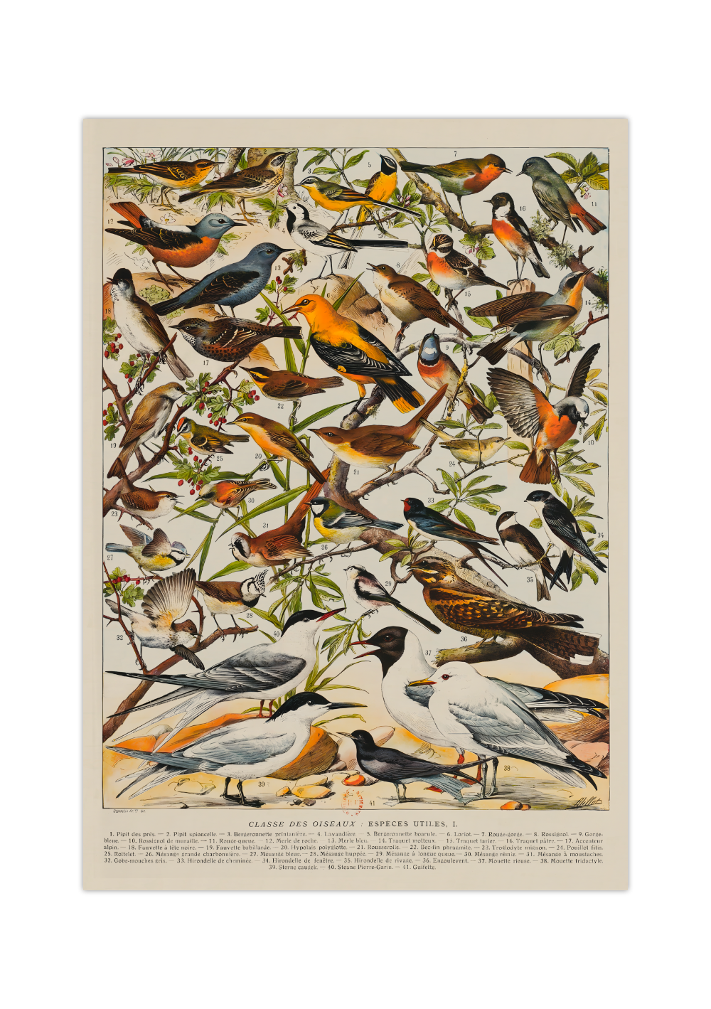 Vogelarten Vögel | Vintage – MrTKBooker Poster