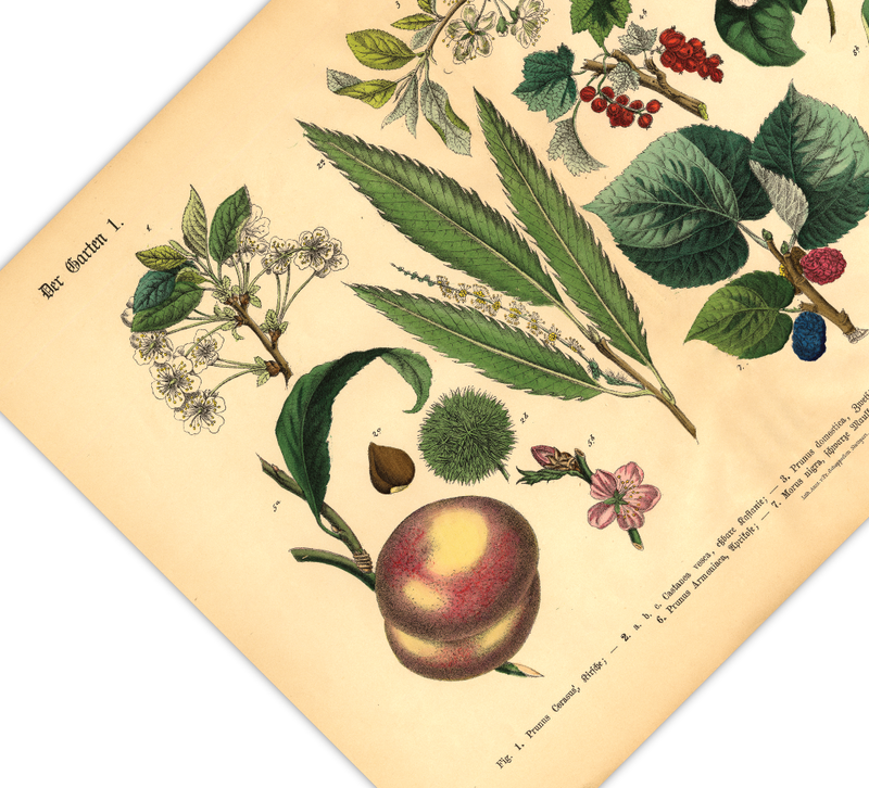 Dieses vintage Lithographie Poster von Pflanzen aus dem Garten ist die erste Illustration aus dem Lehrbuch der praktischen Pflanzenkunde in Wort und Bild von 1886.