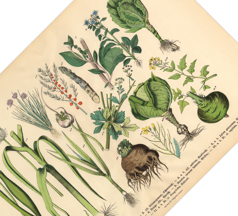 Garten Poster | Vintage Botanik Illustration 2