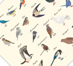 Dieses Poster zeigt dir die gemeinen heimischen Vogelarten, die man im Garten und in der Natur beobachten kann. 