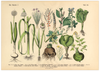 Garten Poster | Vintage Botanik Illustration 2