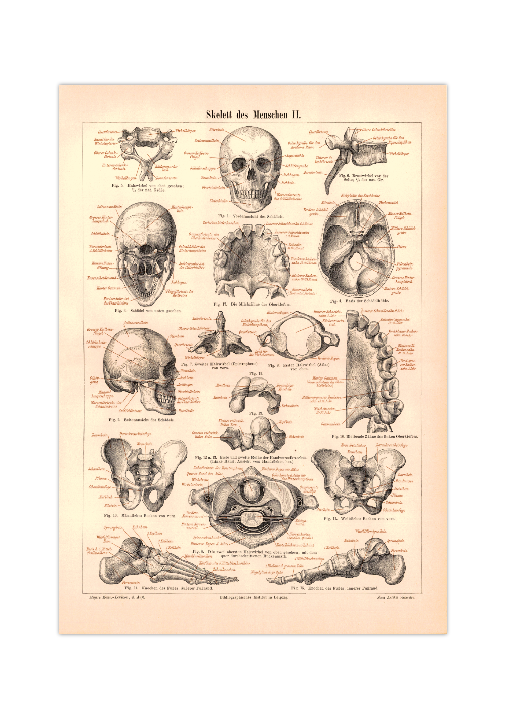 Das Poster eines menschlichen Skeletts ist eine Vintage Lithographie aus Meyers Koversations-Lexikon aus dem Jahr 1890.