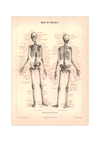 Das Poster eines menschlichen Skeletts ist eine Vintage Lithographie aus Meyers Koversations-Lexikon aus dem Jahr 1890.