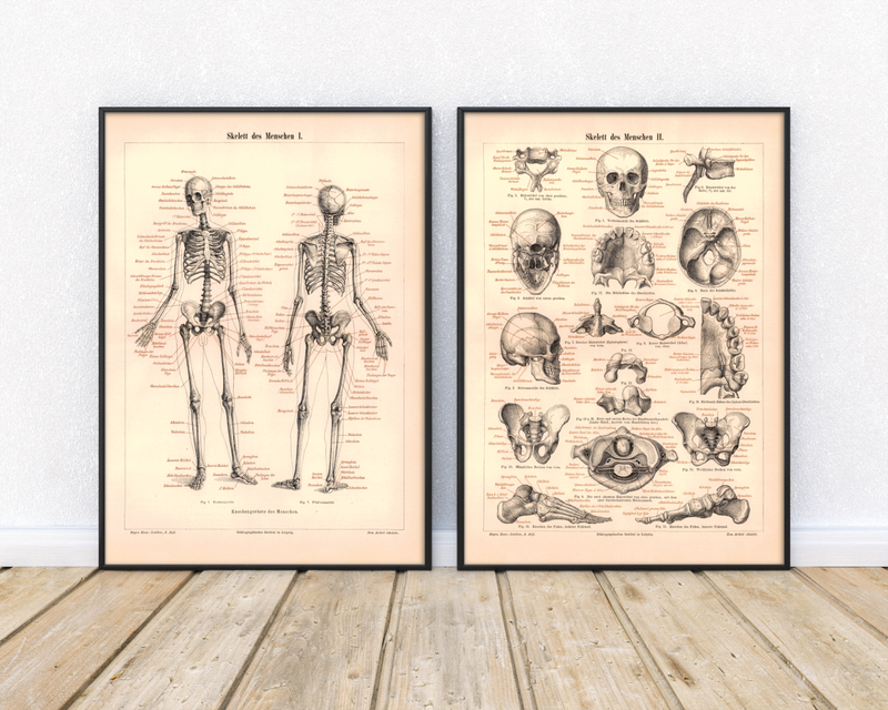 Das Poster eines menschlichen Skeletts ist eine Vintage Lithographie aus Meyers Koversations-Lexikon aus dem Jahr 1890.