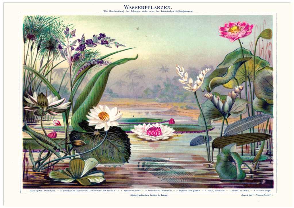 Das antike Poster verschiedener Wasserpflanzen Arten ist eine Vintage Lithographie aus Meyers Koversations-Lexikon aus dem Jahr 1890. 