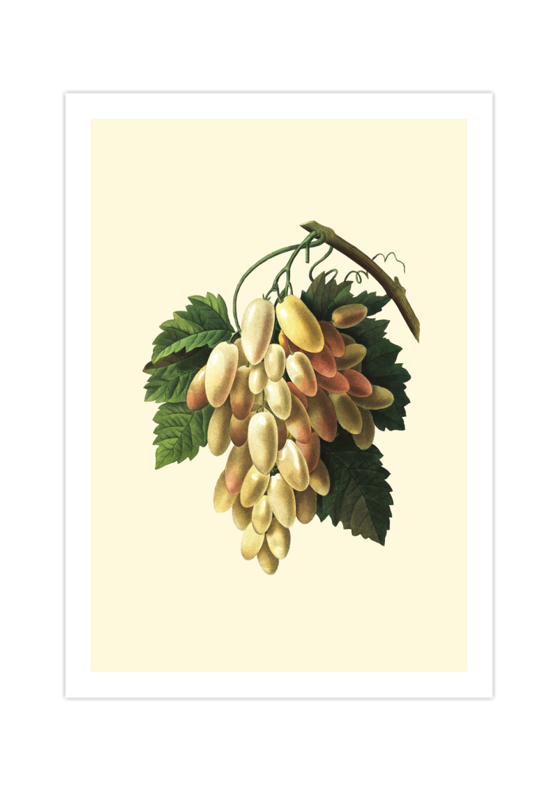 Auf diesem Poster siehst du eine botanische Illustration von Trauben. Dieses vintage Bild eignet sich perfekt als Dekoration für deine Küche.